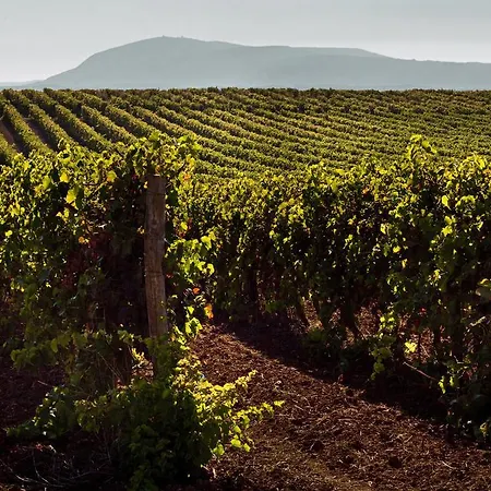 招待所 金塔达拉帕宾馆 4*